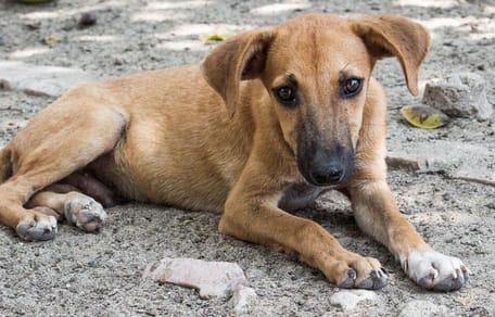 Stray dog sitting on dirt road