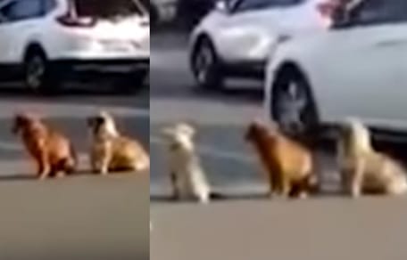 Zwerfhonden staan midden op de weg in het verkeer