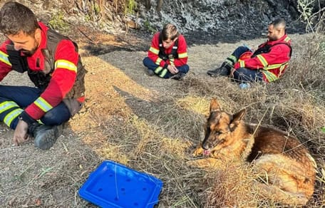 Brandweerlieden en hond