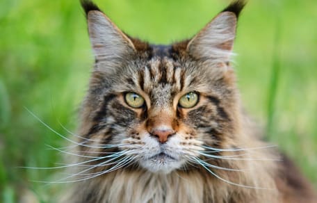 Maine Coon
