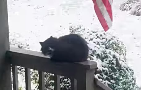 Streunerkatze im tiefen Schnee