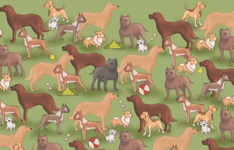 puedes encontrar al gato entre todos los perros
