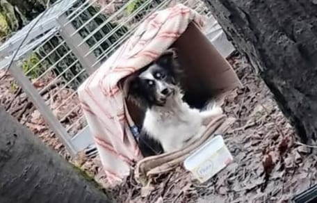 Im Wald ausgesetzte Hündin