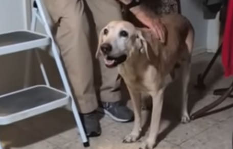 Ce papy de 93 ans cherche son chien disparu : les sauveteurs font une suggestion choquante pour le retrouver (vidéo)