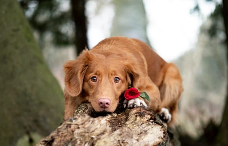 Swipen voor een date met de hond