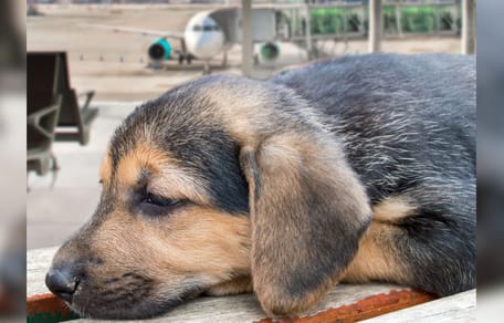 szczeniak na lotnisku