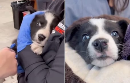 Cachorro condenado a la eutanasia