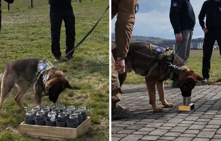 Szkolenie psów militarnych