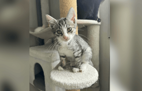 Tabby and white kitten waiting for a home