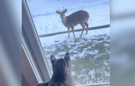 Tabby cat looking at a deer