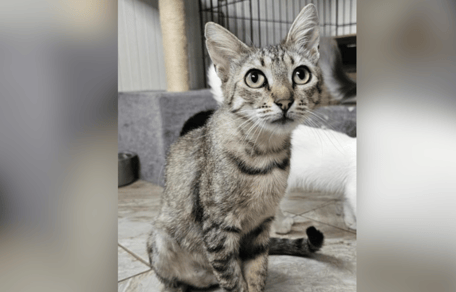 Tabby cat rescued by Safe Rescue UK