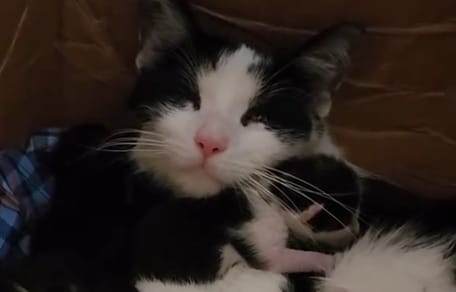 Taco et ses sept chatons, recueillis le soir même de leur naissance