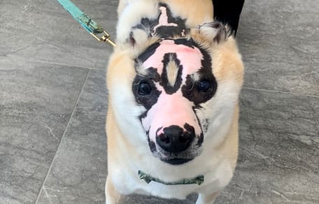 Taka, de Shiba Inu die leven verbrandde maar nu zelf therapiehond