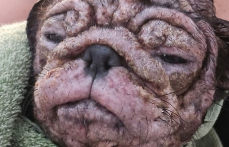 Talulah la cagnolina