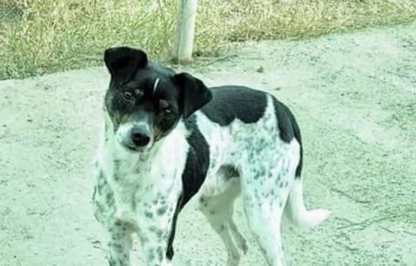 tano-perro-adopcion-mazarron