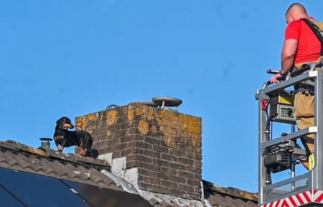 Teckel in Nijmegen wordt van dak gered door brandweer