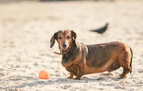 Overfed Dachshund