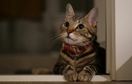 Teken de petitie tegen het afschieten van katten