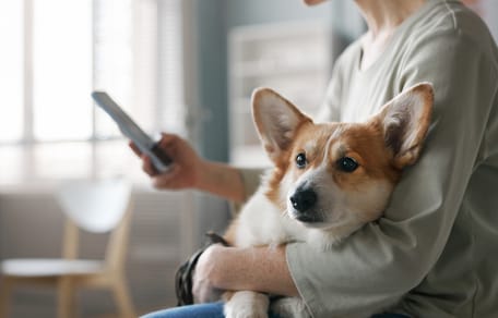 Telefonierende Frau hat Hund auf dem Arm