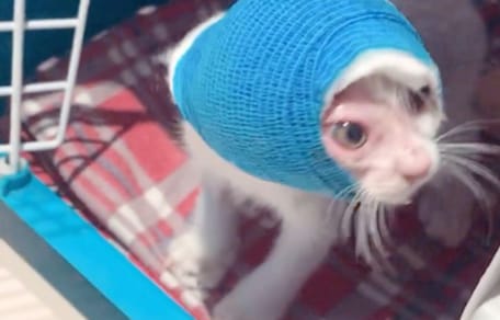 Teresita la chatte