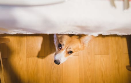 terremoto-granada-que-hacer-con-tu-perro