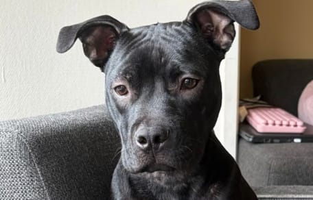 Terrier Houdini verdween en staat dag erna op marktplaats