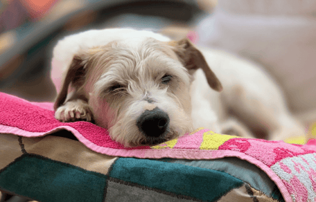 Terrier lying on a towel in the summer