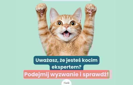 Test wiedzy o kotach quiz