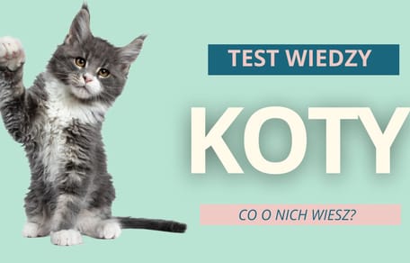 Test wiedzy o kotach quiz