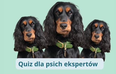 test wiedzy o psach