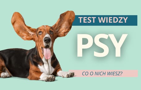 test wiedzy o psach