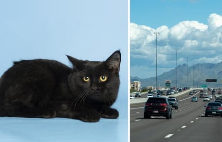 Die schwarze Katze, die auf die Autobahn geworfen wurde
