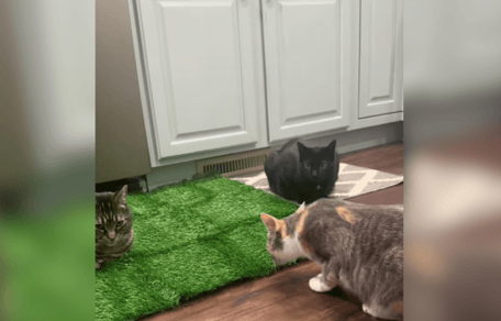 Three cats inspecting fake grass
