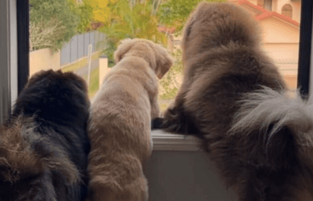 Three dogs looking out of the window