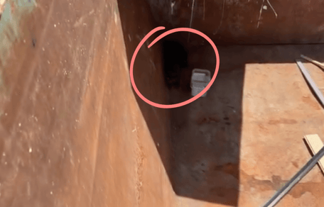 Three kittens abandoned in a dumpster
