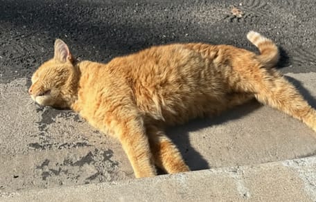 Dreibeiniger roter Kater