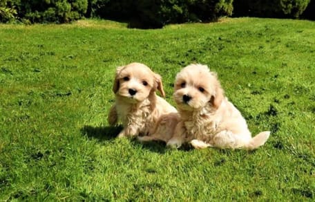 Tientallen zieke pups in Brabant. Wat speelt er?