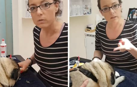 Tierärztin spricht über den kranken Hund
