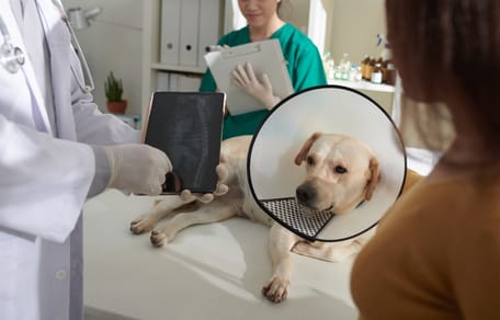 Tierarzt sieht sich Röntgenbild an