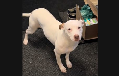 Suczka ze schroniska w nowym domu