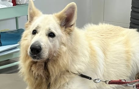 Tierheim-Hund Alaska