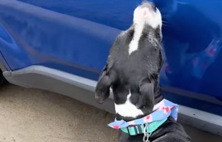 Perro de refugio regresa