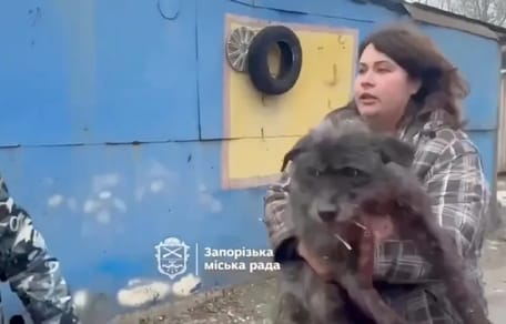 Tierschützerin trägt verletzten Hund