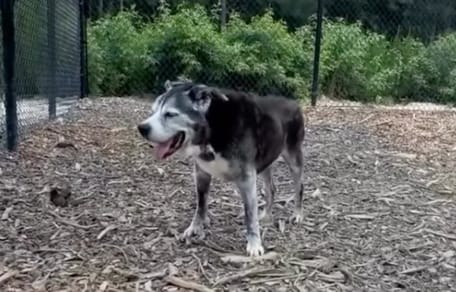 Tigger, un chien âgé sur le point d'être euthanasié