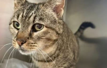 tigri-gata-en-adopcion