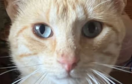 tiki-gato-adopcion