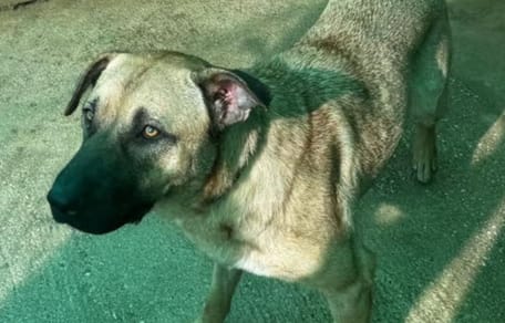 tina-perra-adopcion-mazarron