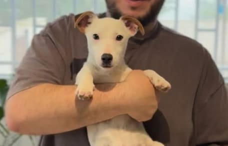 tintin-cachorro-abandonado-por-reyes