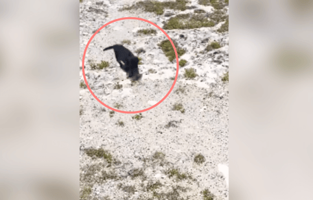 Cachorro negro diminuto abandonado en la playa