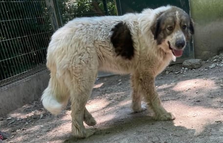 Tirio, chien à adopter